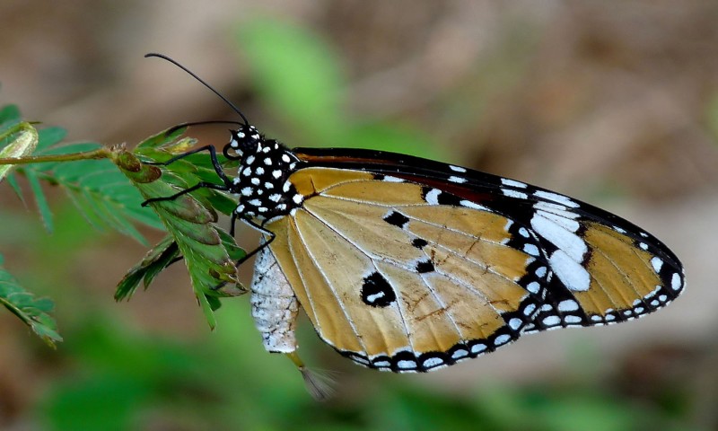Excursie la Grădina Botanică Jibou Excursie la Grădina Botanică Jibou